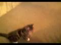 videos de Oscar fetch