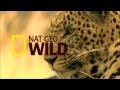Foto: Comercial NatGeo Wild 2012