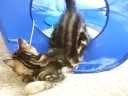 Bella again with cat cube Bella again with cat cube