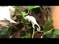 baby chameleons feeding