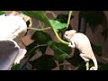 baby chameleons feeding