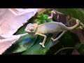baby chameleons feeding