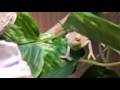baby chameleons feeding