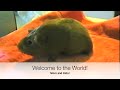 Miracle of birth -- as enacted by guinea pigs