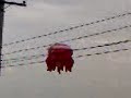 hot   air   balloon  (clark)