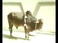COW QURBANI 2009