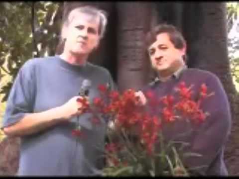how to fertilize kangaroo paw
