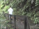 Rainforest Delight - El Yunque