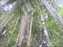 Rainforest Delight - El Yunque