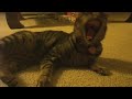 Kitten+imovie=funny?