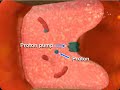Proton pump inhibitors