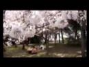 cherry blossom cherry blossom
