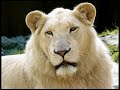 Blady Kris - The Lion