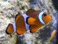 clown fish