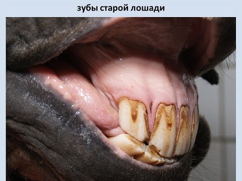 Характеристика аппарата пищеварения; анатомия органов ротовой полости и глотки