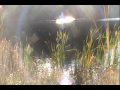 shimmering lake... (2/2)