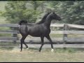 Summoshun, Black Arabian Stallion Summoshun, Black Arabian Stallion