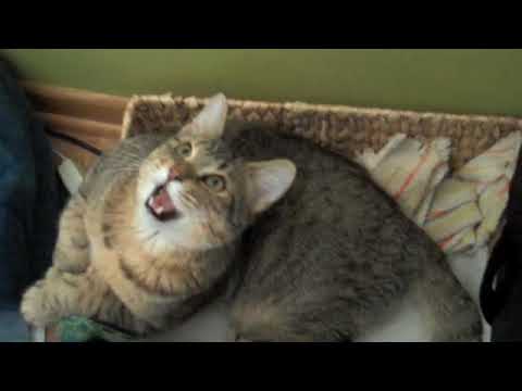 Loki the Pixiebob cat chirping at his toy