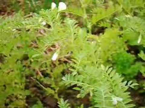 how to harvest pigeon peas