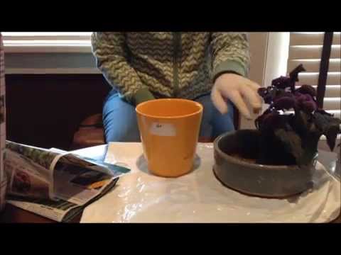 how to care for a purple velvet plant