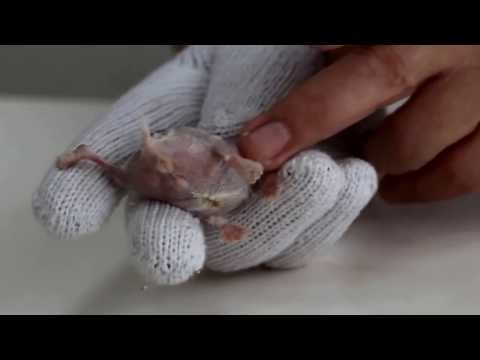 how to treat dwarf hamster mites