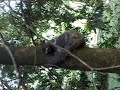 Bicho preguiça no Botânico - parte 2