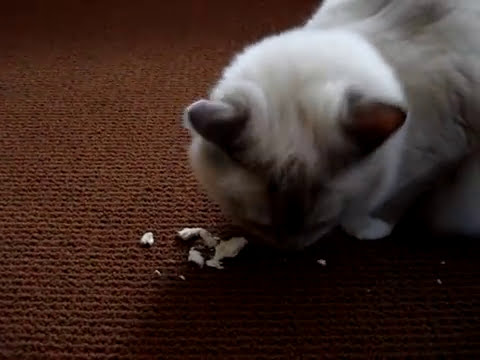 0 Whole Life Cat Treats   Floppycats.com Review