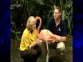 Flamingos-Have-Visit