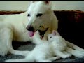 Een hond, een poes en haar jonge katjes Een hond, een poes en haar jonge katjes