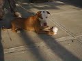 Pete and his favorite Ball!