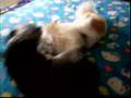 Affenpinscher video