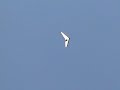 Tom hang gliding