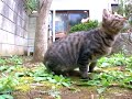 kitty cat song 01 「tsuneo tv+miette one」