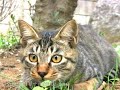 Kitty cat song 01 ?Tsuneo TV+miette-one?