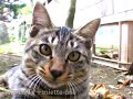 kitty cat song 01 「tsuneo tv+miette one」