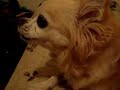 Chili Howls Chili Howls