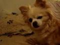 Chili Howls