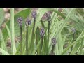 Wild About Halton April 07 podcast