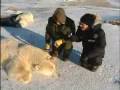 Rick Mercer Report in Churchill, Manitoba