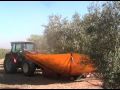 Agitado de los Olivos