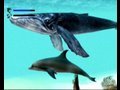 Vidéotest Ecco The Dolphin [ Dreamcast ]