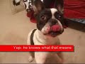 Can  French  Bulldogs Speak English even if they're  French ?