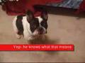 Bulldog Francés video