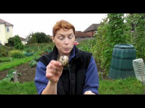 how to harvest elephant garlic