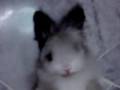 Cute-Bunny