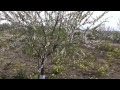 Plantación Antoñeta Montalbán de Córdoba Part1