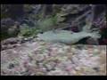 Grenada ( Part 1 of 2 )