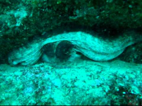 2010 sumergido 1� parte