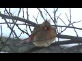 Female Cardinal Female Cardinal