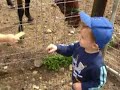 noah and horse again
